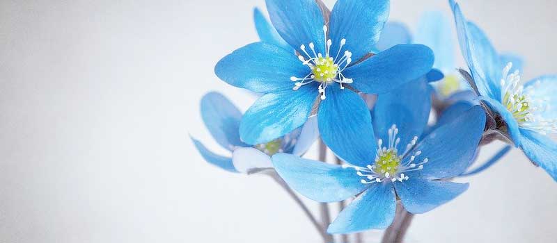 �������L�����f�B�̓���T�C�g